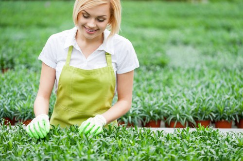 A young woman with blonde hair, wearing a white shirt, yellow apron, and green gardening gloves, is tending to a lush, dense bed of small green plants in a well-maintained garden. The garden features evenly cut grass, and the planting area is bordered with dark reddish-brown edging. In the background, there are additional rows of plants, suggesting a nursery or vegetable garden. The environment appears outdoors under natural daylight, with a clear view of healthy, vibrant greenery and a tidy, organized outdoor space. The scene reflects professional gardening and lawn care activities typical of Manor Park, with the gardener actively engaged in plant care, supporting local gardening services.