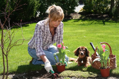 A woman with blonde hair, wearing a checked shirt and light blue jeans, is kneeling on a well-maintained green lawn in a backyard garden in Manor Park, London. She is wearing gardening gloves and using a small hand tool to tend to a flower bed that contains blooming pink tulips in terracotta pots. To her side, a small brown and white dog is sitting attentively, facing the camera. Nearby, there is a woven wicker basket filled with more pink tulips, and a garden fork rests on the edge of the basket. The background features a hedge and mature trees, casting dappled sunlight across the lawn, creating a peaceful outdoor environment. The garden appears to be recently prepared and maintained, with neatly edged flower beds and lush grass, reflecting professional gardening care typical of local outdoor spaces supported by Gardening Services Manor Park.