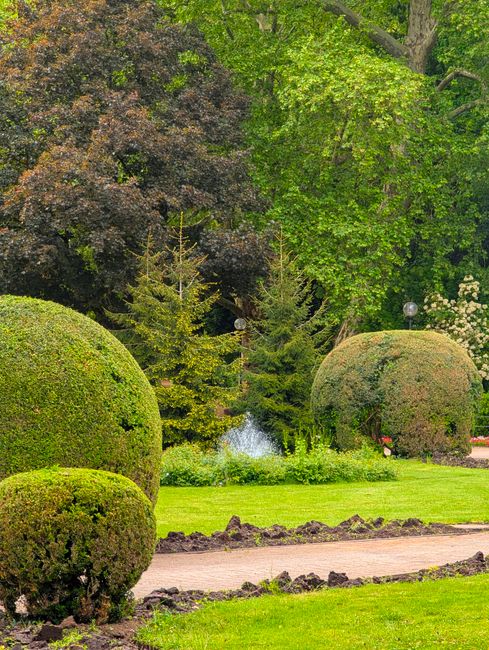 A well-maintained garden scene featuring neatly trimmed, rounded bushes and small conifer trees with dense, dark green foliage. The lawn area has fresh, evenly cut grass with a smooth, vibrant surface